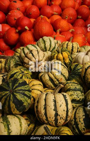 squash, hokkaido, squashs, hokkaidos Banque D'Images