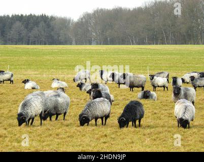 troupeau de moutons, heidschnucken, troupeaux de moutons Banque D'Images