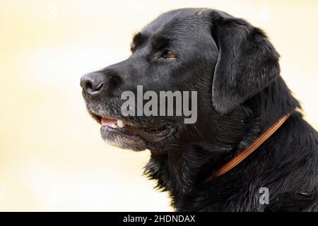 chien, tête de chien, labrador retriever, chiens, têtes de chien,labrador récupérateurs Banque D'Images