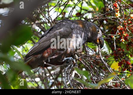 Un seul Kaka (Nestor meridionalis), perroquet de Nouvelle-zélande endémique, mangeant des baies rouges Banque D'Images