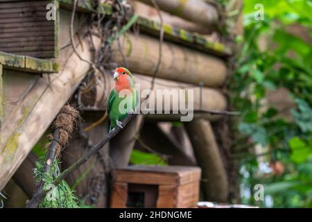 Oiseau de rivage perché sur une branche dans un parc Banque D'Images