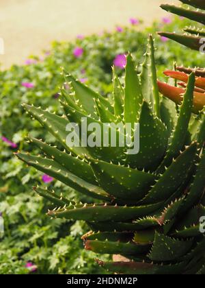 aloe vera, aloe, aloe veras, aloès Banque D'Images