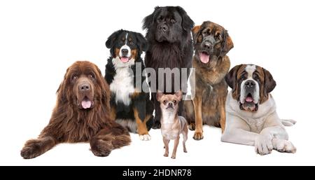 chien de race, divers, chiens de race Banque D'Images