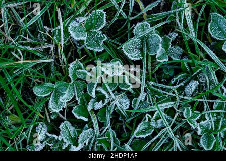 macro - rime sur le trèfle dans l'herbe - jardin d'automne Banque D'Images