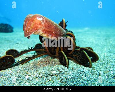 sépia, squid, étoile de plume, sépia, squid,étoiles de plumes, himerometra robustipinna Banque D'Images