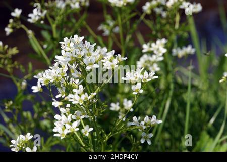 Grand-amer cress Banque D'Images