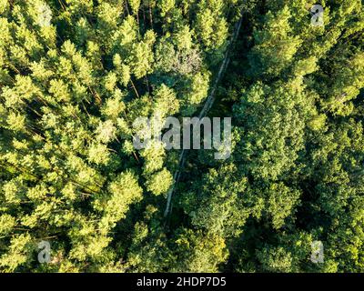 forêt, poumon vert, forêts, bois, bois,bois Banque D'Images