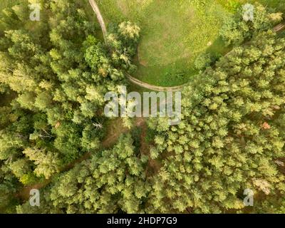 forêt, cime, poumon vert, forêts, bois,bois, bois, arbres Banque D'Images