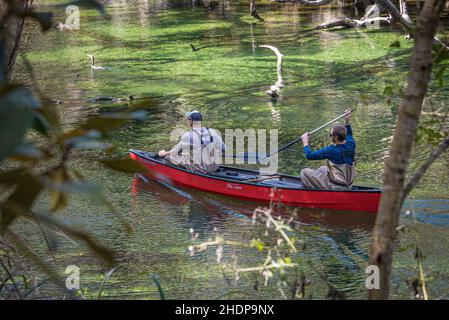 Canoéistes pagayant le long des eaux émeraudes de Blue Spring Run au parc national de Blue Spring dans le comté de Volusia, en Floride.(ÉTATS-UNIS) Banque D'Images