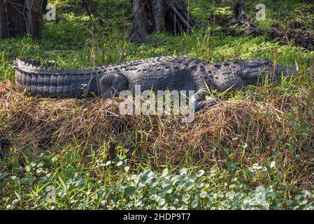 Alligator américain (Alligator mississippiensis) le long du rivage de la rivière St. Johns, près du parc national Blue Spring à Orange City, en Floride.(ÉTATS-UNIS) Banque D'Images