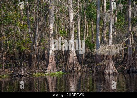 Cyprès le long du rivage de la rivière St. Johns, dans le centre de la Floride.(ÉTATS-UNIS) Banque D'Images