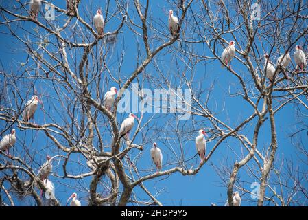 Ibises blanches (Eudocimus albus) perchées sur des membres d'arbres le long de la rivière St. Johns, dans le centre de la Floride.(ÉTATS-UNIS) Banque D'Images