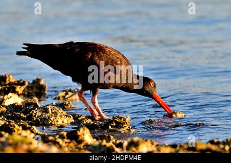 Un oiseau de rivage de l'Oystercatcher noir (Haematopus bachmani) au petit matin, à la lumière, qui fourraille une huître sauvage sur la rive de l'île de Vancouver, en Colombie-Britannique Banque D'Images