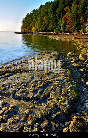 Huîtres sauvages poussant sur une plage rocheuse sur la côte est de l'île de Vancouver, sur l'île de Vancouver, en Colombie-Britannique Canada Banque D'Images