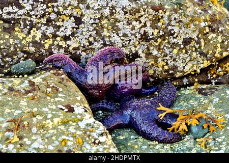 Un groupe de poissons-étoiles 'Pisaster ochraceus', utilisant une fissure entre les roches de la plage pour se cacher des prédateurs à marée basse sur l'île de Vancouver, en Colombie-Britannique Banque D'Images