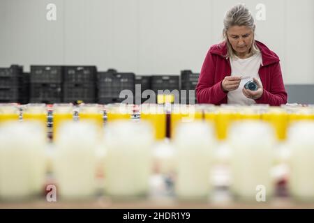 PRODUCTION - 07 décembre 2021, Basse-Saxe, Nesselröden: Marion Adanschewski, fabricant de bougies, étiquettes de pots de bougies à la fabrique de bougies.Depuis 2006, Candle Factory produit des bougies à partir de stéarine de culture durable à Eichsfeld, près de Duderstadt.Photo: Swen Pförtner/dpa Banque D'Images