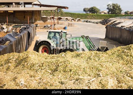 Tracteur de creusement de la masse de maïs broyée pour l'alimentation des vaches Banque D'Images