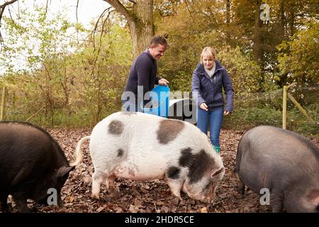 alimentation, porcs, porcs, aliments pour animaux, alimentation Banque D'Images