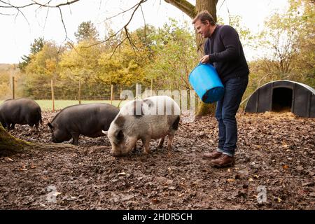 alimentation, fermier, porc, alimentation, alimentation,agriculteurs, porcs Banque D'Images