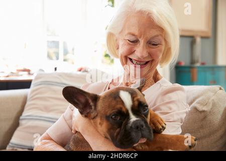senior, chien, chien de taureau français, âgé, vieux,les aînés, les chiens, les buldogs français Banque D'Images