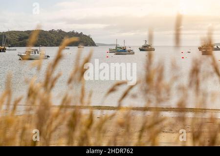 Vue sur les bateaux de pêche de la baie de Halfmoon depuis Oban, île Stewart, Nouvelle-Zélande Banque D'Images