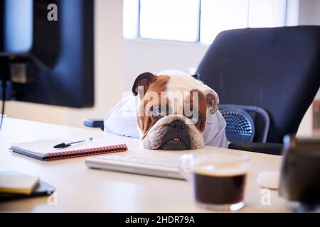 fatigués, bureau, bulldog, rouges, bureaux,bulldogs Banque D'Images