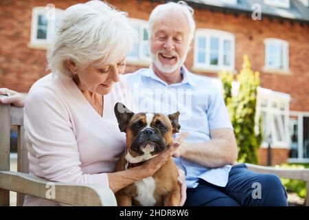 animaux de compagnie, amour des animaux, chien de taureau français, couple plus âgé, animal de compagnie,buldogs français, couples plus âgés Banque D'Images