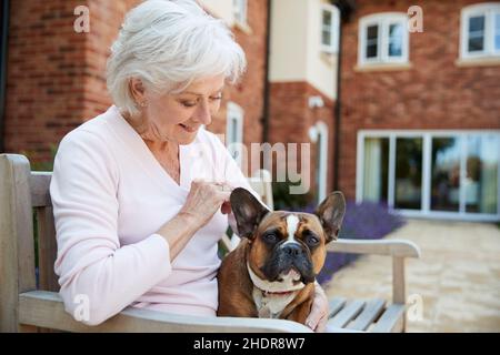 senior, chien de taureau français, âgé, âgé, âgé,bouldogs français Banque D'Images