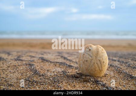 Squelette, connu sous le nom de test, de coeur Urchin Echinocardium Cordatum également connu sous le nom de pommes de terre de mer, sur le sable à la plage Banque D'Images