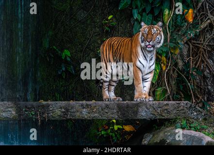 Portrait de Bengale Tiger est debout sur le pont en pierre avec un fond de la cascade dans un zoo de Thaïlande.Tigre du Bengale sur pied. Banque D'Images