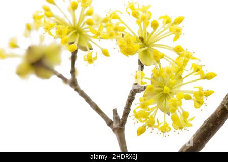 dogwood, cerisier de cornel, bois de cornouiller, cerises de cornel Banque D'Images