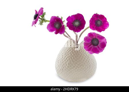 anémone, vase, vase, anémones, vases Banque D'Images