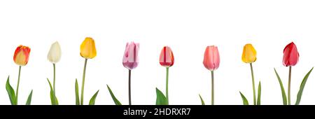 tulipe, tulipes Banque D'Images