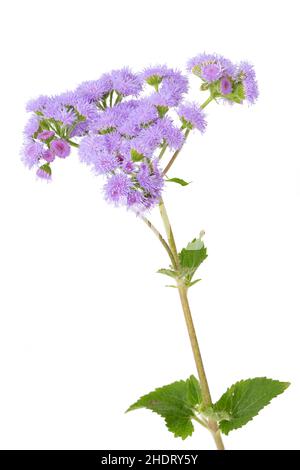 ageratum, ageratum Banque D'Images