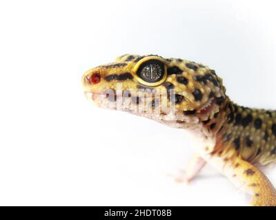 gecko, leopard gecko, geckos, leopard geckos Banque D'Images