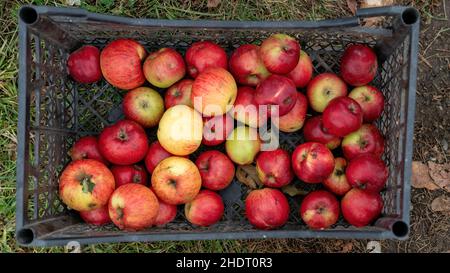 Pommes fraîchement cueillies à la main dans un arbre à pommes dans un panier. Banque D'Images