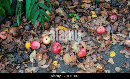 Pommes tombées d'un pommier qui repose sur le sol.Demi-pourri, ponçant sur des feuilles pourries. Banque D'Images