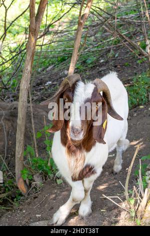 Portrait d'une chèvre (Capra hircus).Buck ou Billy gros plan .Détails. Banque D'Images