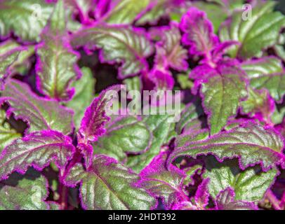 gynura aurantiaca, plante de velours, passion pourpre Banque D'Images