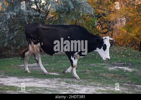 Pasteurs de vache noire et blanche et marche avec des arbres en arrière-plan dans la prairie en forêt en automne.La vie paysanne.Produits naturels.Retour à la nature et Banque D'Images