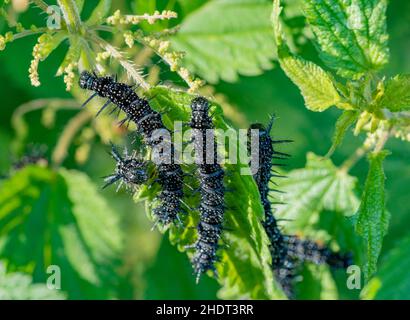 chenille, paon papillon, chenilles, paon papillons Banque D'Images