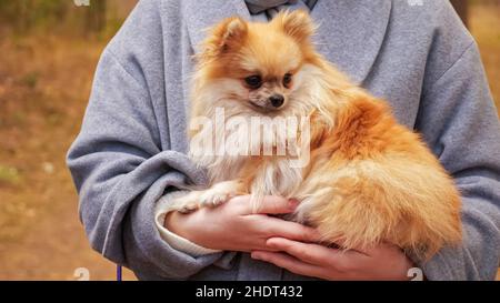 Mini chien Pomeranien dans les mains d'une femme gros plan Banque D'Images