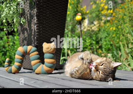 chat, toilettage, soins des pattes, chats, soins des pattes Banque D'Images