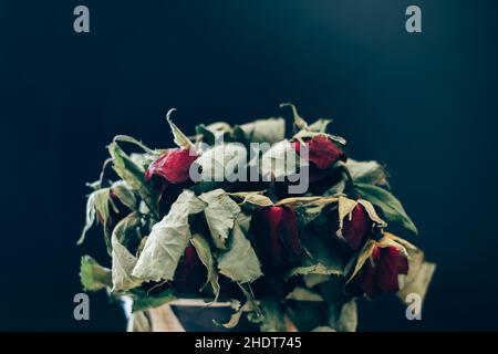 amour, rose, flétrit, aime, roses,garrot Banque D'Images