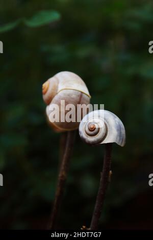 coquille d'escargot, coquille d'escargot Banque D'Images