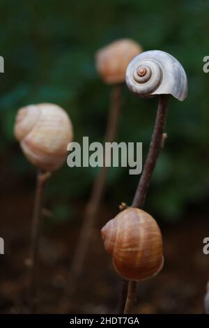 coquille d'escargot, coquille d'escargot Banque D'Images