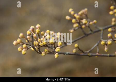 Branches avec boutons de fleurs de cornel européen ou de Mas Cornus au printemps Banque D'Images