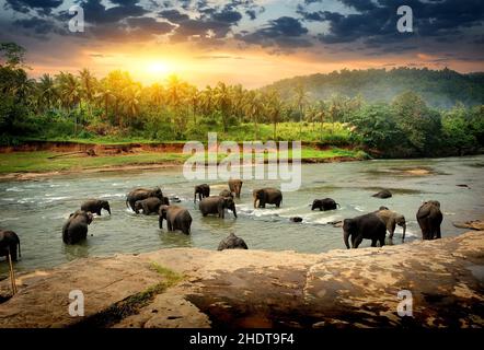 baignade, troupeau d'éléphants, bain, troupeaux Banque D'Images