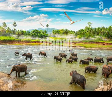 rivière, baignade, troupeau d'éléphants, rivières, bain,troupeaux Banque D'Images