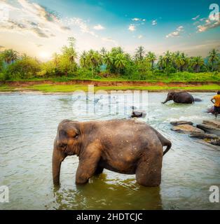 rivière, baignade, éléphant, rivières, bain,éléphants Banque D'Images